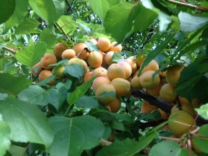 le nostre albicocche